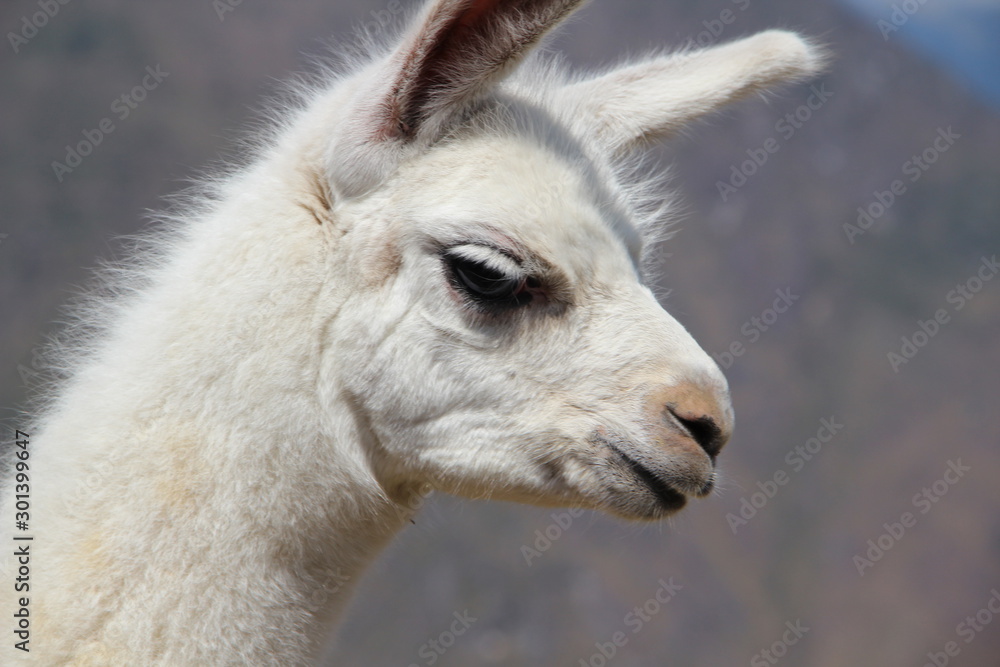 Face of a white alpaca in Machu Picchu. Peru