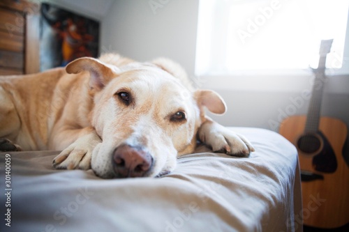 Sleepy Labrador Retreiver In Bed