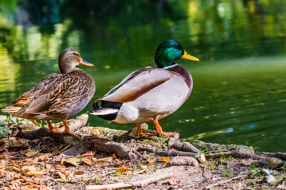 The couple of mallard Anas platyrhynchos dabbling duck waterfowl birds. Closeup of a female and male drake mallard duck in a pond or river coast. The couple of mallard Anas platyrhynchos dabbling duck waterfowl birds. Closeup of a female and male drake mallard duck in a pond or river coast.