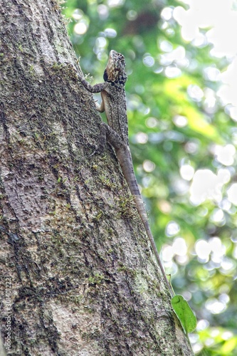 A lizard in a tree in the jungle of Puerto Maldonado. Peru