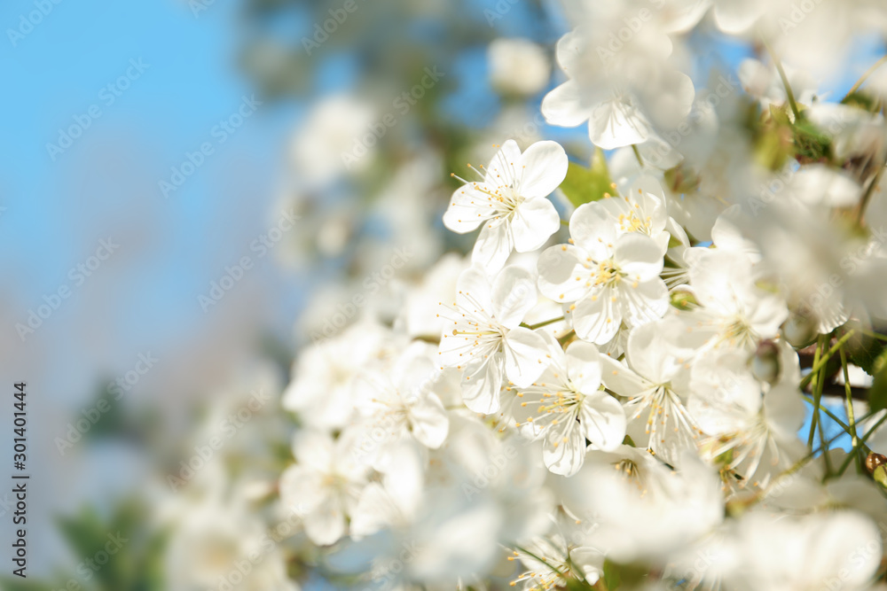 Blossoming cherry tree, closeup