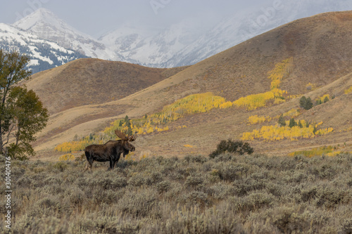 Fototapeta Naklejka Na Ścianę i Meble -  Bull Moose in Grand Teton National Park Wyoming in Autumn