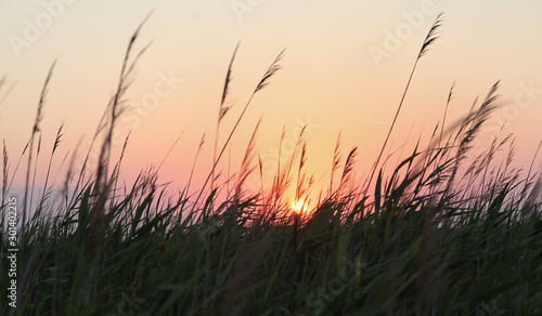 Beautiful view of the summer sunset on the lake overgrown with reeds. Atmosphere photo conveying calm and solitude