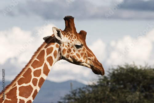 Giraffe in Kenya