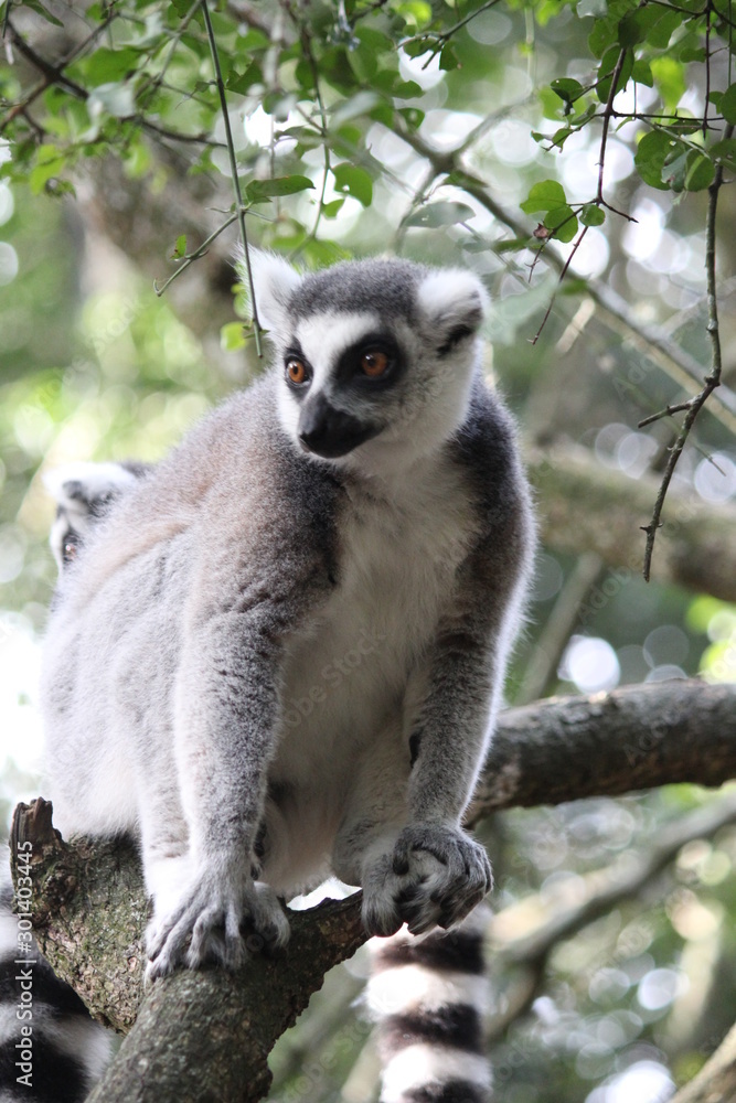 Obraz premium Limure