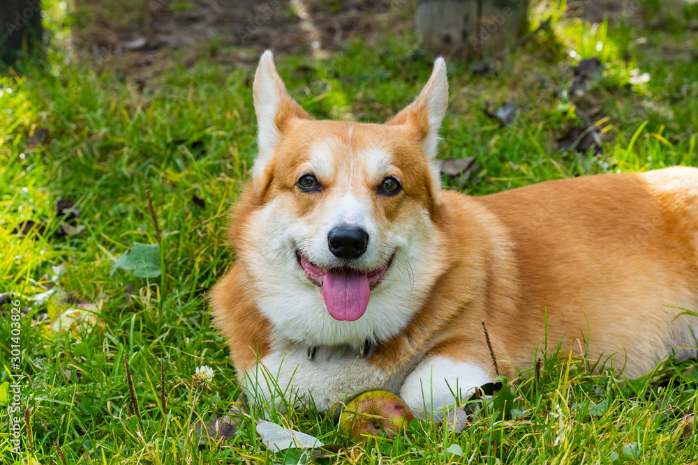 Portrait of cute corgi dog in the summer forest Portrait of cute corgi dog in the summer forest