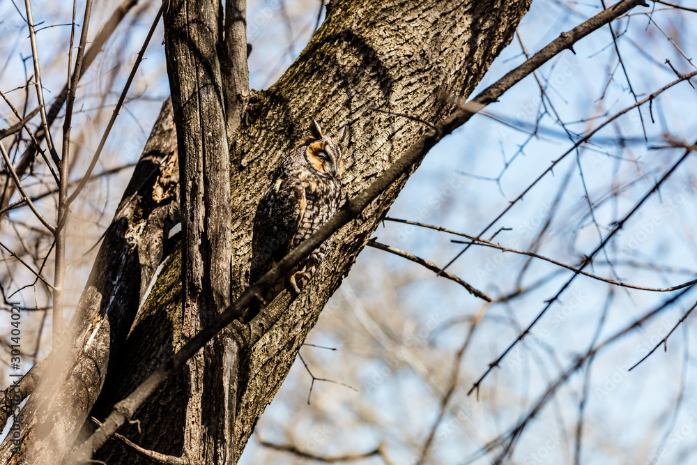 Long eared owl perched resting in winter, Quebec, Canada. Long eared owl perched resting in winter, Quebec, Canada.