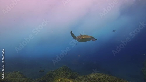 Sea Turtle. Green Turtle Swimming To Dramatic Sunlit Sea Surface & Waves On Beautiful Colourful & Peaceful Rocky Coral Reef In Blue Sea Water. Graceful Aquatic Marine Turtle & Marine Life Underwater