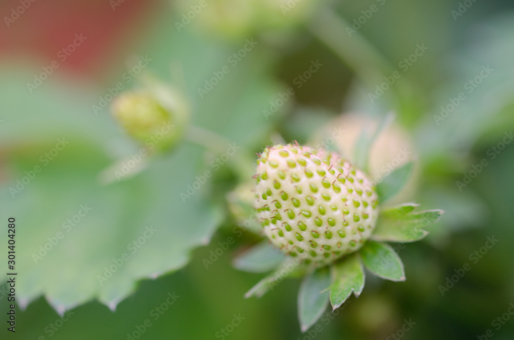 Green strawberry garden fruit with nice bokeh Green strawberry garden fruit with nice bokeh