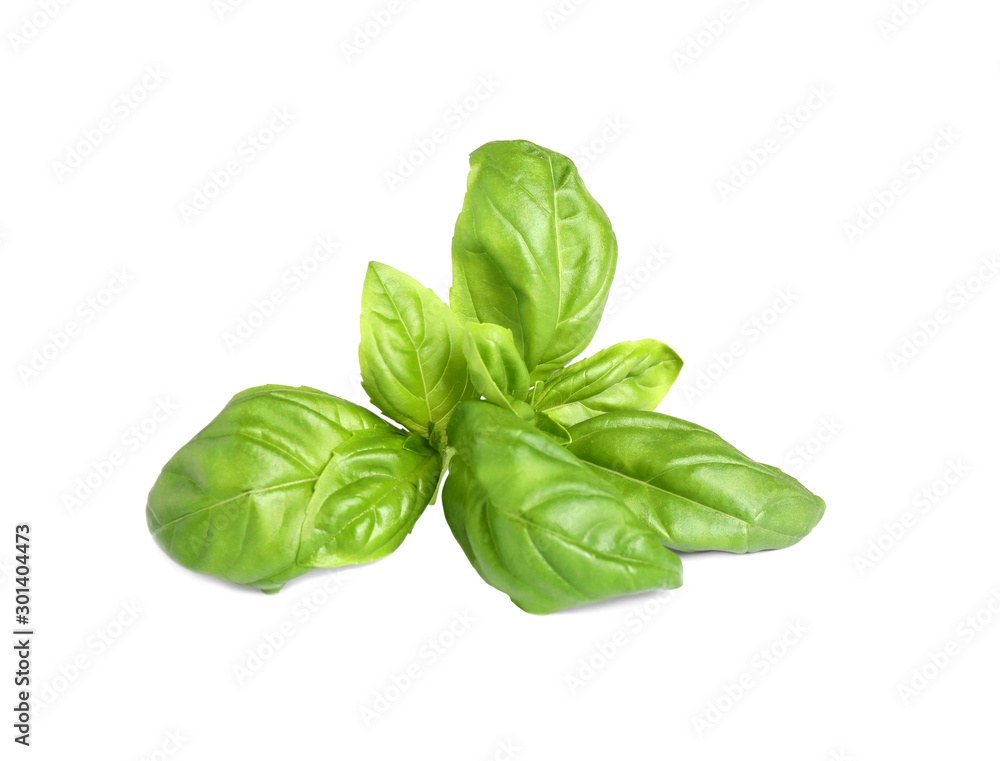 Fresh green basil leaves isolated on white Fresh green basil leaves isolated on white