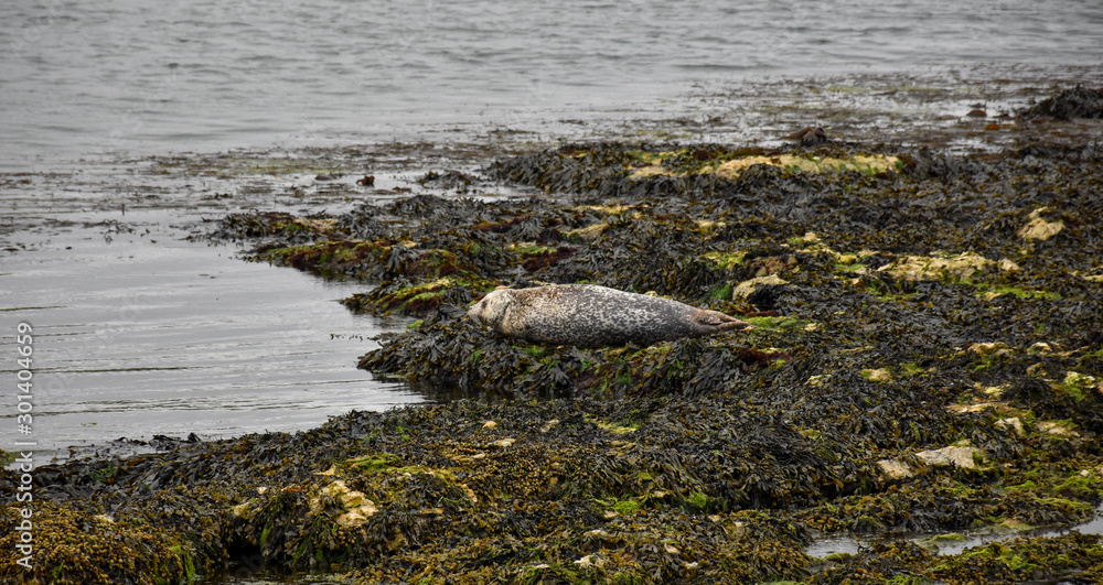 Adult seal resting on the rocks Adult seal resting on the rocks