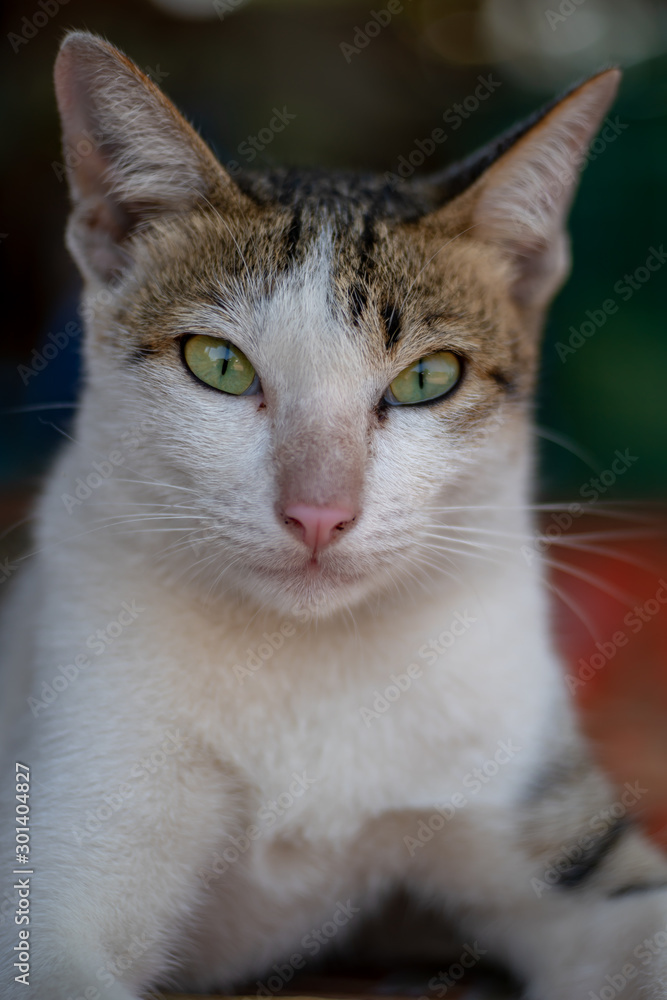 Portrait of white Thai cat with spots, close up cat lay on the floor