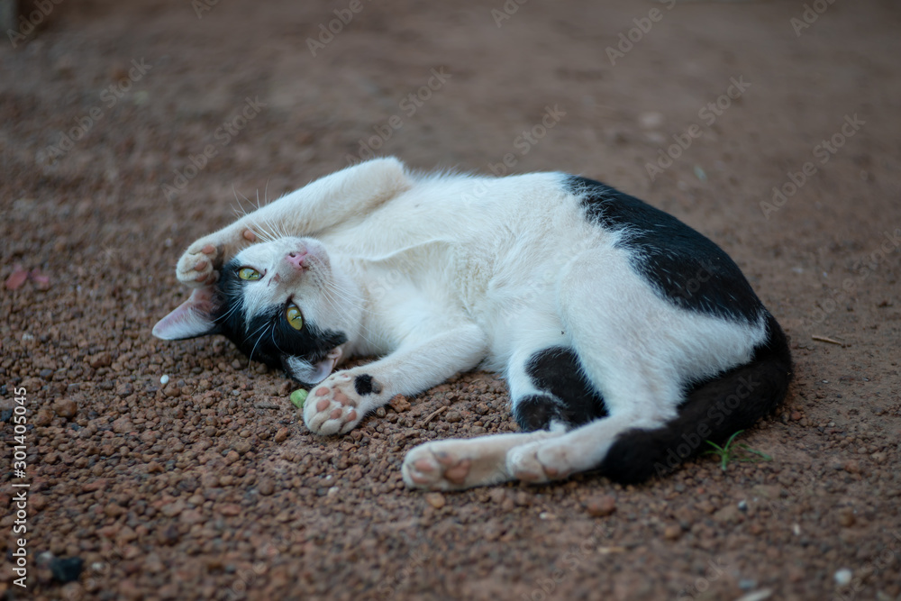 Fototapeta premium Portrait of white Thai cat with black spots lay on the ground