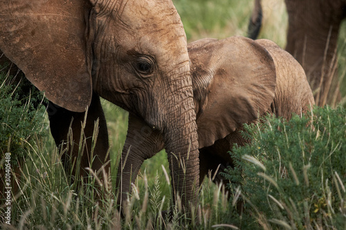 Baby elephant with mom