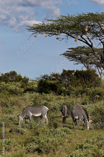 Zebras eating
