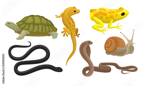 Cold-blooded Animals, Amphibians And Reptiles, Snakes, Snail Vector Illustration Set Isolated On White Background