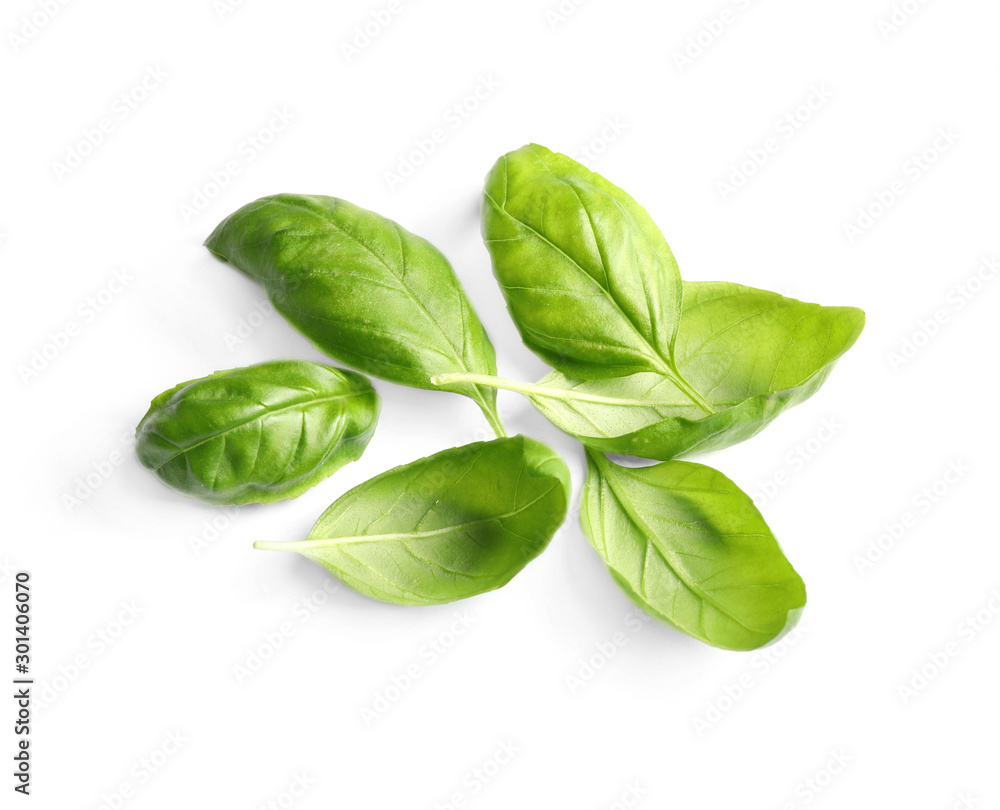 Fresh green basil leaves isolated on white Fresh green basil leaves isolated on white