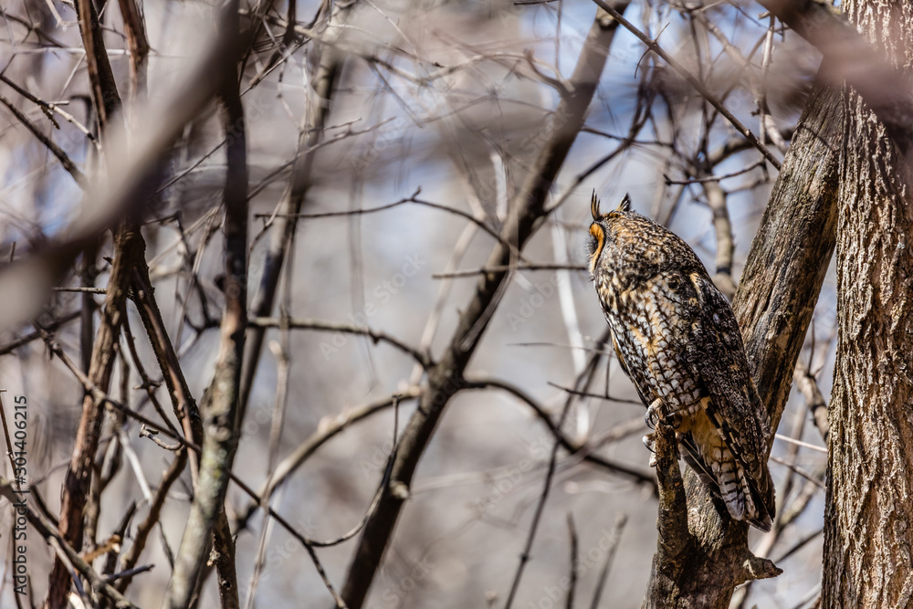 Long eared owl perched resting in winter, Quebec, Canada. Long eared owl perched resting in winter, Quebec, Canada.
