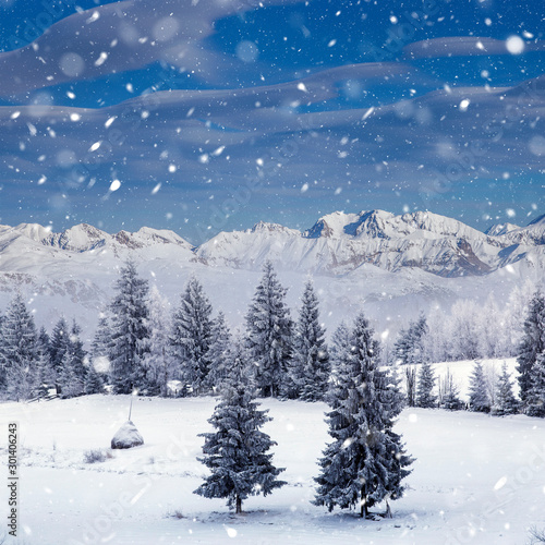 Christmas background with snowy fir trees and mountains in heavy blizzard. © belyaaa