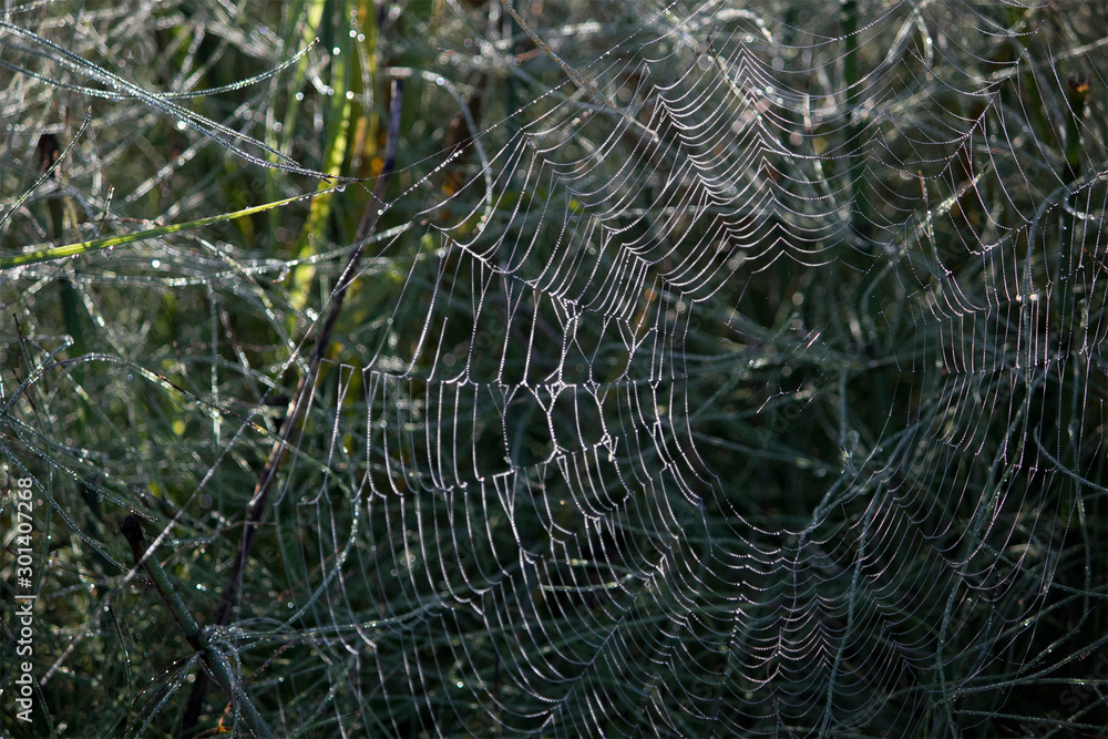 Dewdrops on a web. Grass.