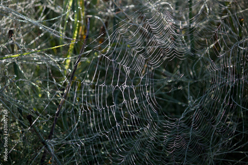 Dewdrops on a web. Grass.