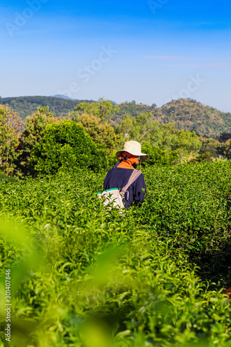 Woman working in green tea plantation in the morning, Chiang Rai, Thailand