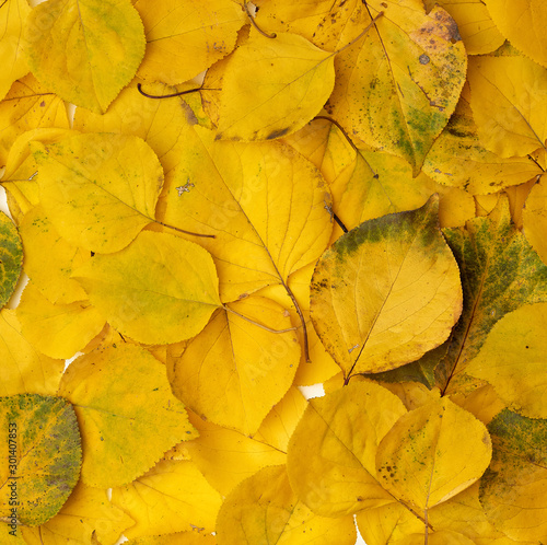 many yellowed dry apricot leaves, full frame