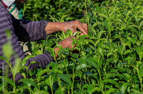 Woman working in green tea plantation in the morning, Chiang Rai, Thailand