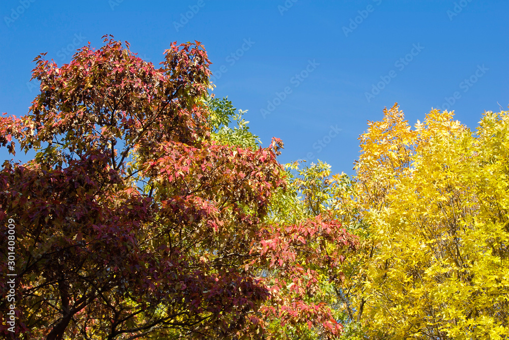 Autumn maple leaves. Blue, yellow, green, red.	