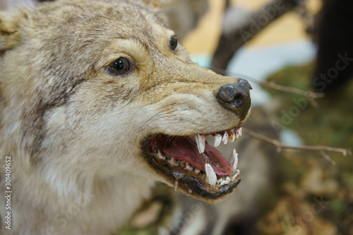 Photography of taxidermy stuffed wolf's muzzle with bared mouth and teeth. Hunting trophies. Stuffed animals to order. Hunting theme.