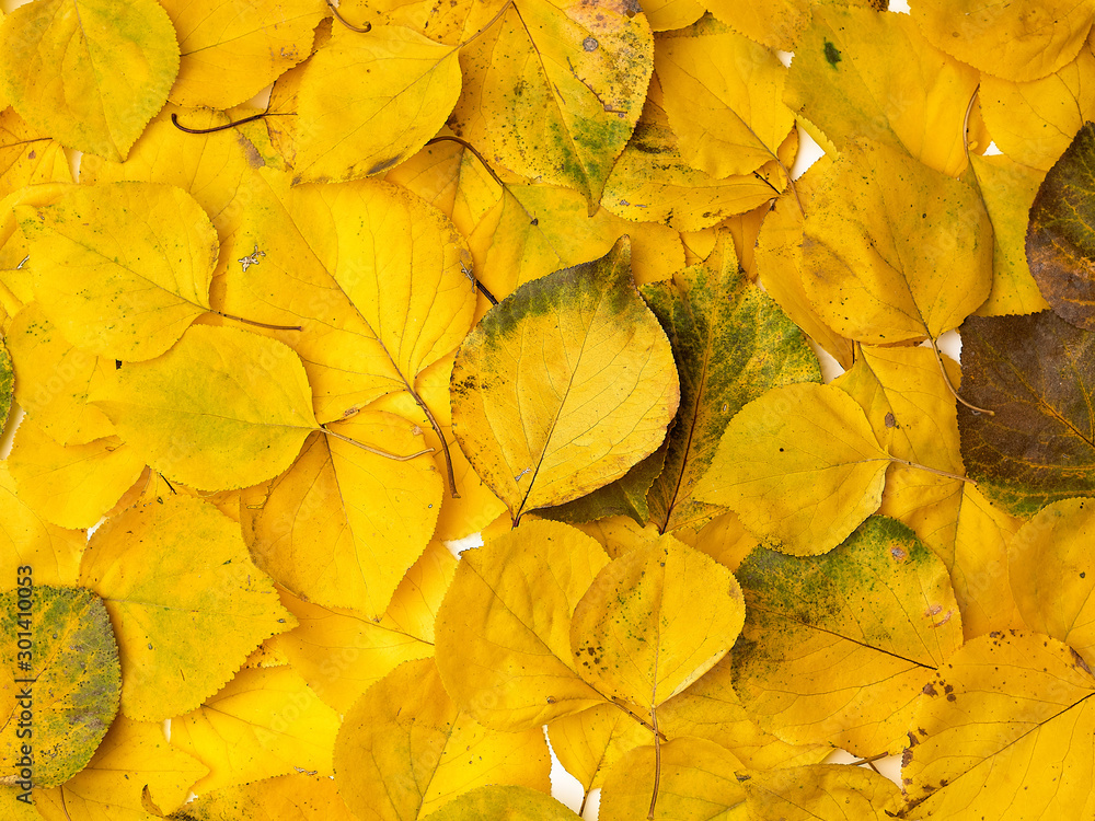 many yellowed dry apricot leaves, full frame
