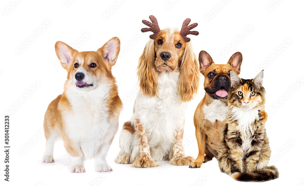 dog spaniel with christmas deer horns