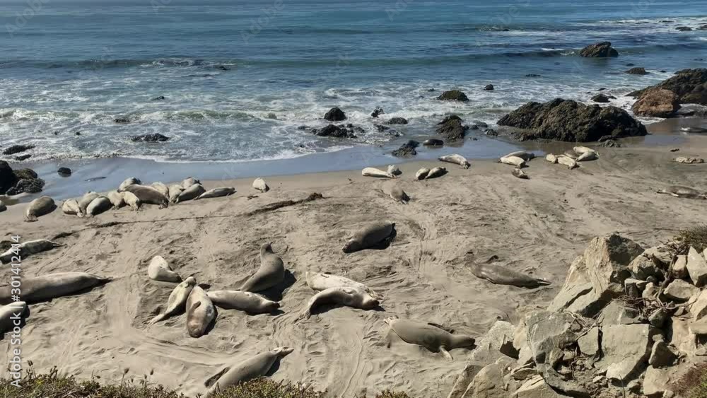Sea lions resting on a Pacific Coast beach Sea lions resting on a Pacific Coast beach