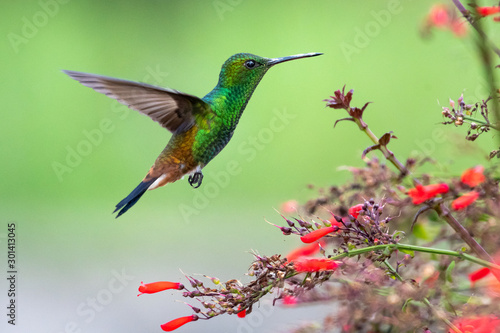 A Copper-rumped hummingbird hovering in the air next to red flowers in a tropical garden.