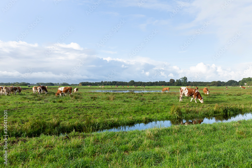 Fototapeta premium A characteristic dutch landscape with cows