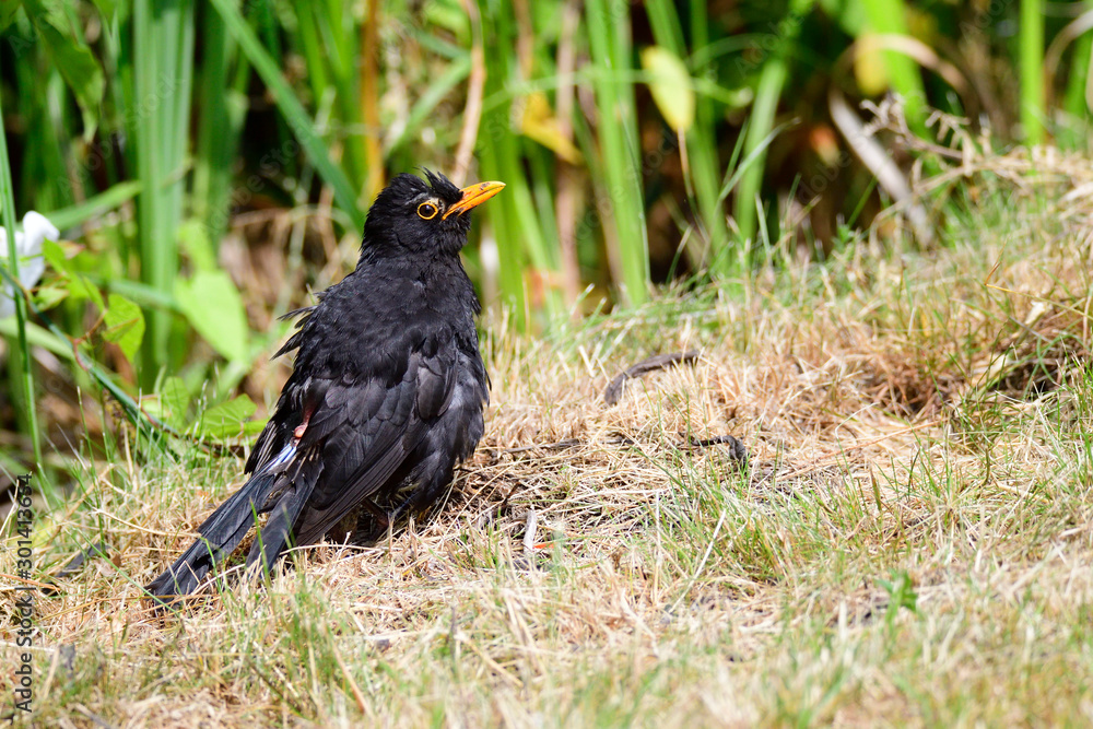 Obraz premium Amsel in der Mauser