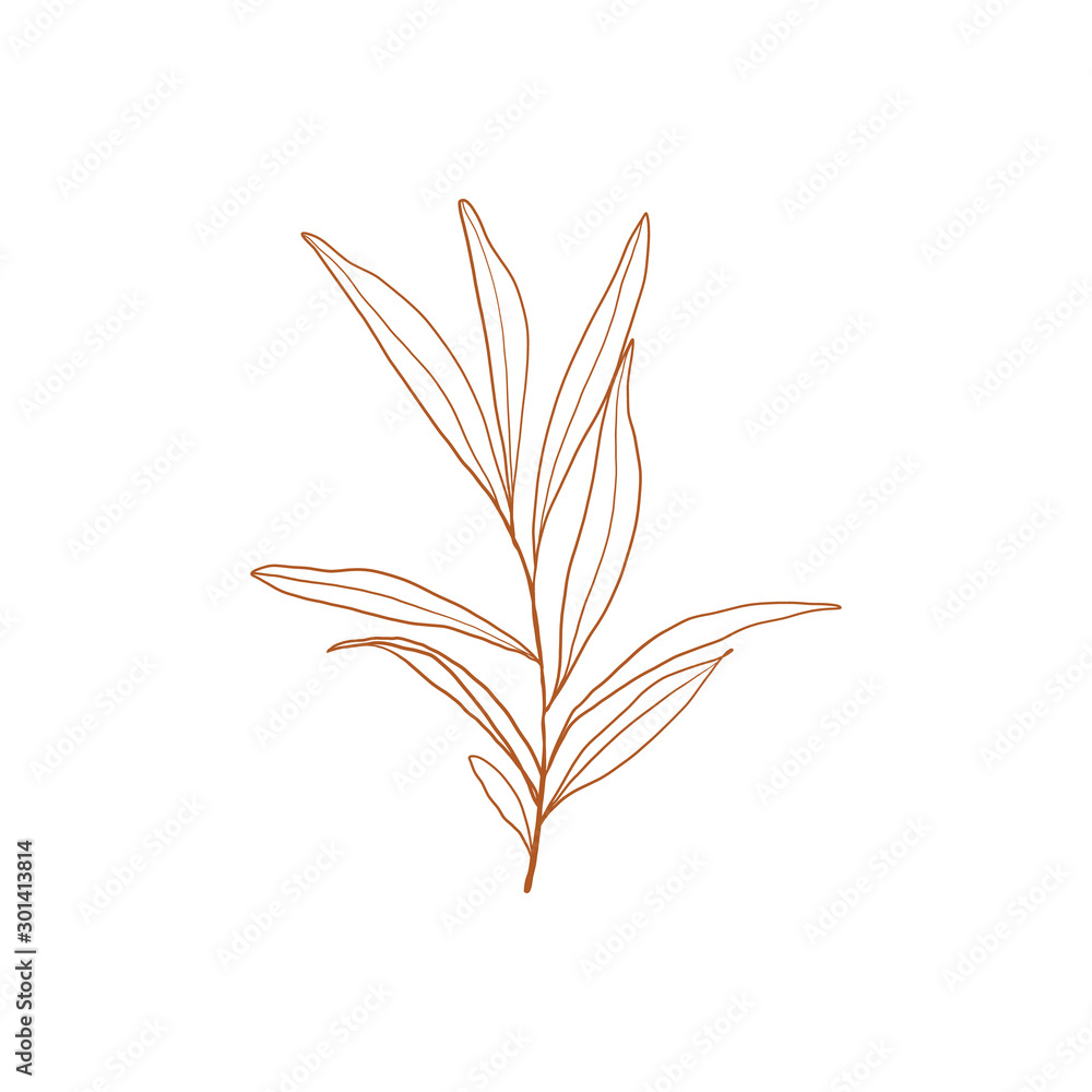 Branch of tea plant vector illustration. Scratch board style imitation. Hand drawn image. vector silhouette of the plant of the cowberry on white background Branch of tea plant vector illustration. Scratch board style imitation. Hand drawn image. vector silhouette of the plant of the cowberry on white background