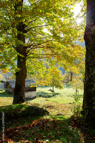 Soglio (CH) - Chestnut grove in autumn