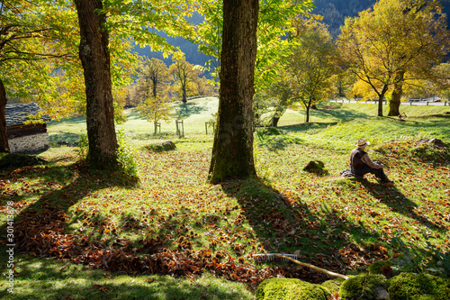 Soglio (CH) - Harvest of chestnuts photo