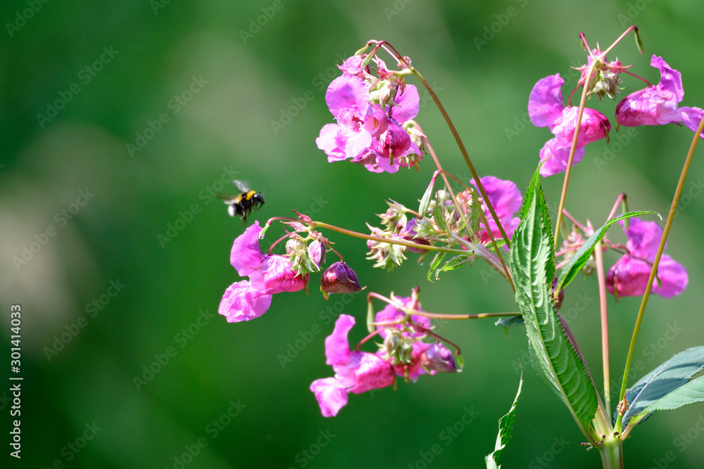 Drüsiges Springkraut (Impatiens glandulifera) Drüsiges Springkraut (Impatiens glandulifera)