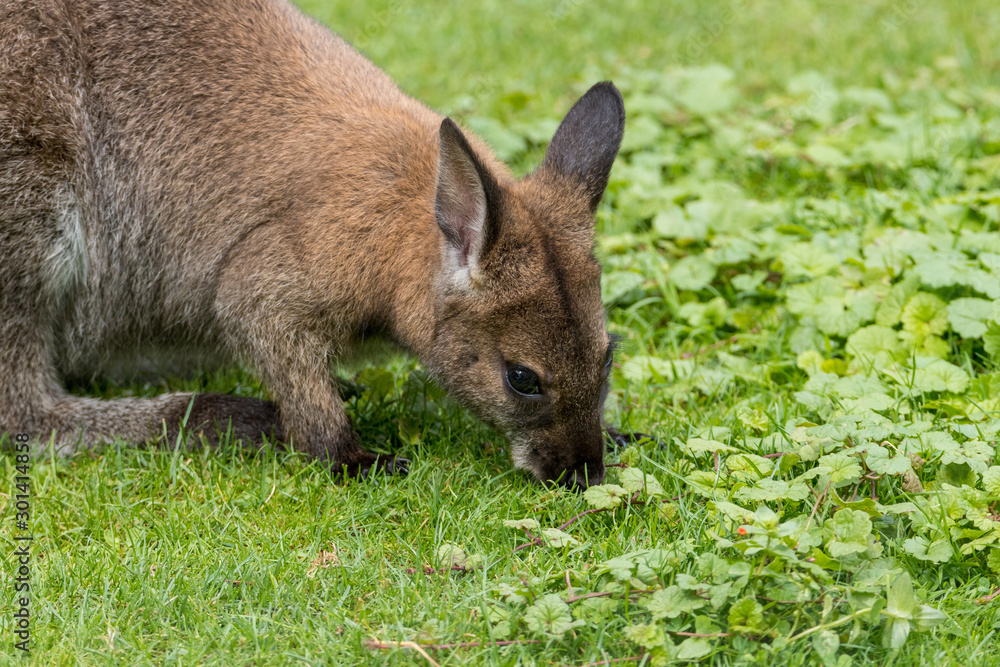 Cute Bennet Kangaroo on a meadow