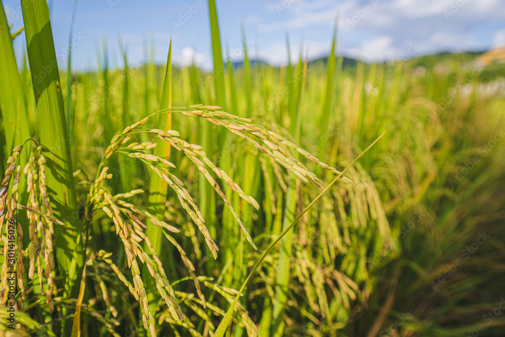 Close up fresh paddy rice field, Lush green beautiful background in CHIANGMAI, THAILAND Close up fresh paddy rice field, Lush green beautiful background in CHIANGMAI, THAILAND
