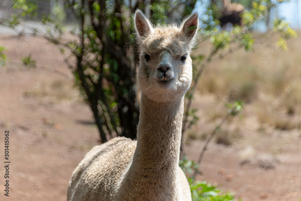 An Alpaca