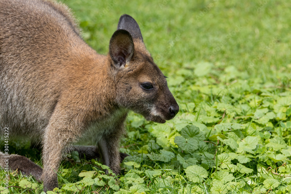 Cute Bennet Kangaroo on a meadow Cute Bennet Kangaroo on a meadow