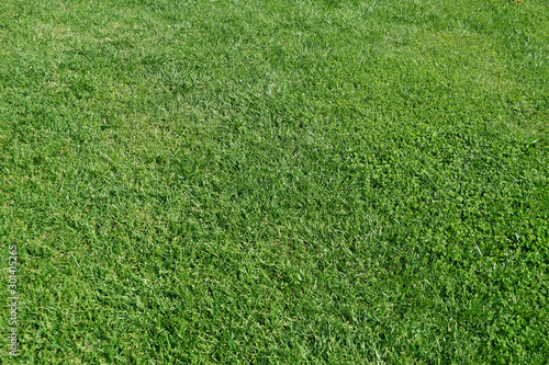 green grass texture for background