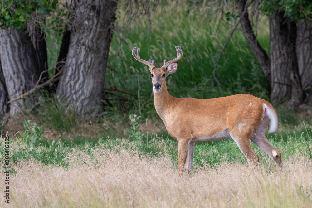 Whitetail Buck in Velvet in Summer Whitetail Buck in Velvet in Summer