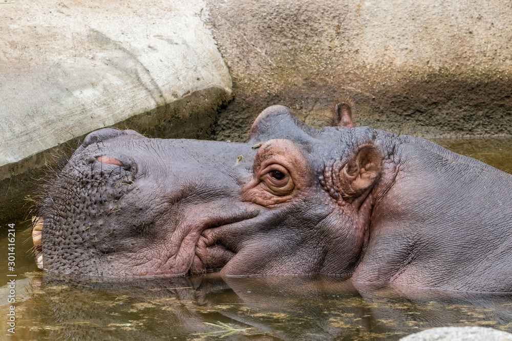 Cute hippo curiously exploring its surroundings Cute hippo curiously exploring its surroundings