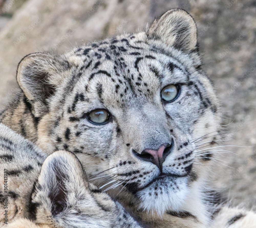 Naklejka premium Snow Leopard on the watch