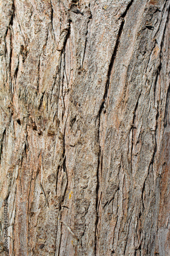 Tree bark close up view bark texture