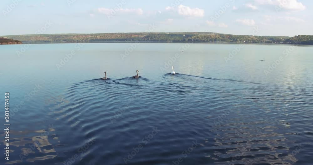 Three wild swans swimming in the large clean lake far from shore / autumn sunny sunset / aerial drone view Three wild swans swimming in the large clean lake far from shore / autumn sunny sunset / aerial drone view